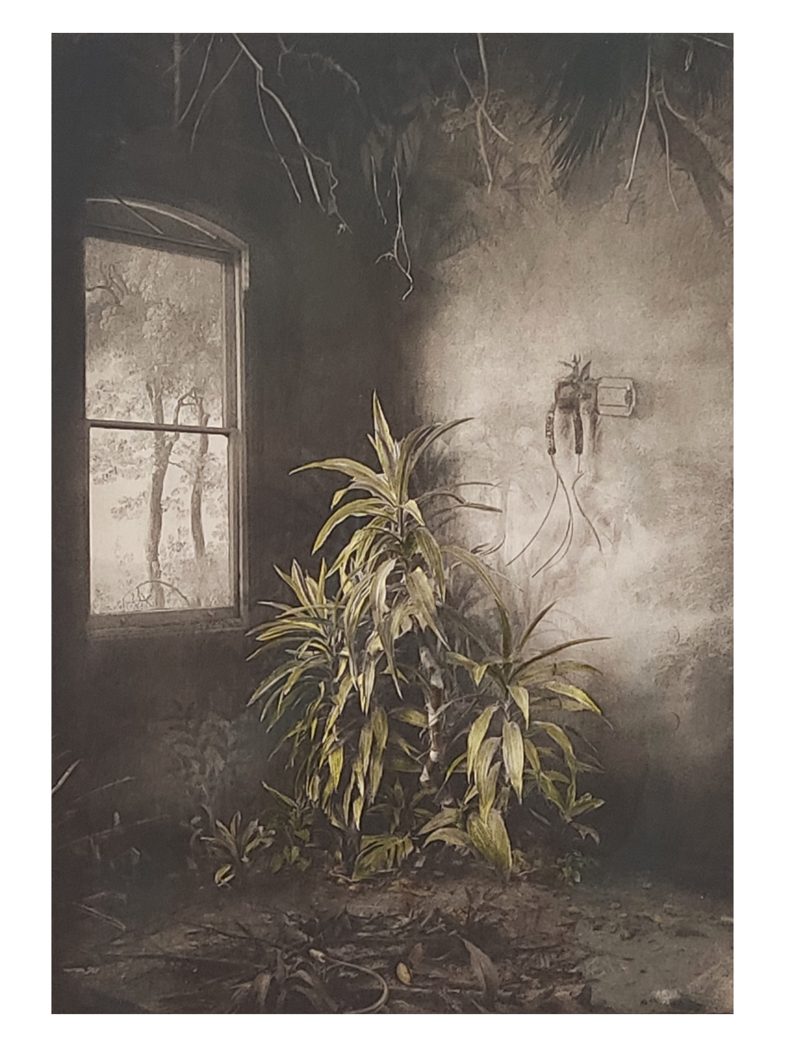 Vegetation Under Window Hand Colored - Suzanne Moxhay_1